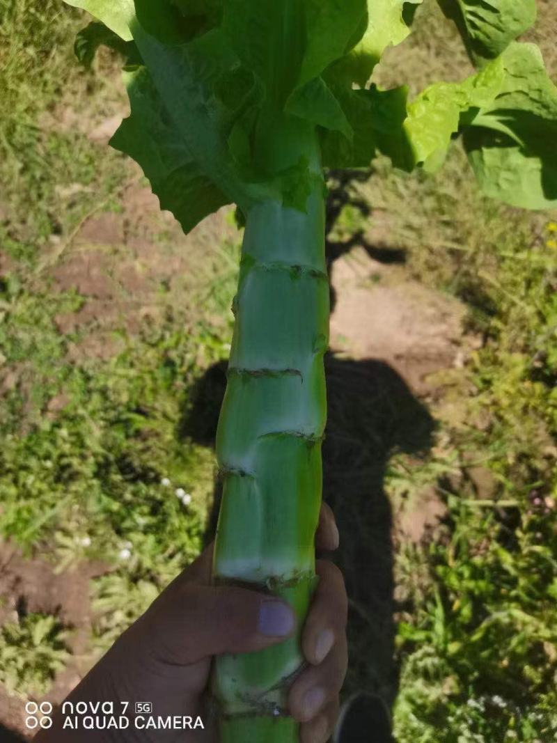 精品红笋青笋陆续下来了需要的老板打电话