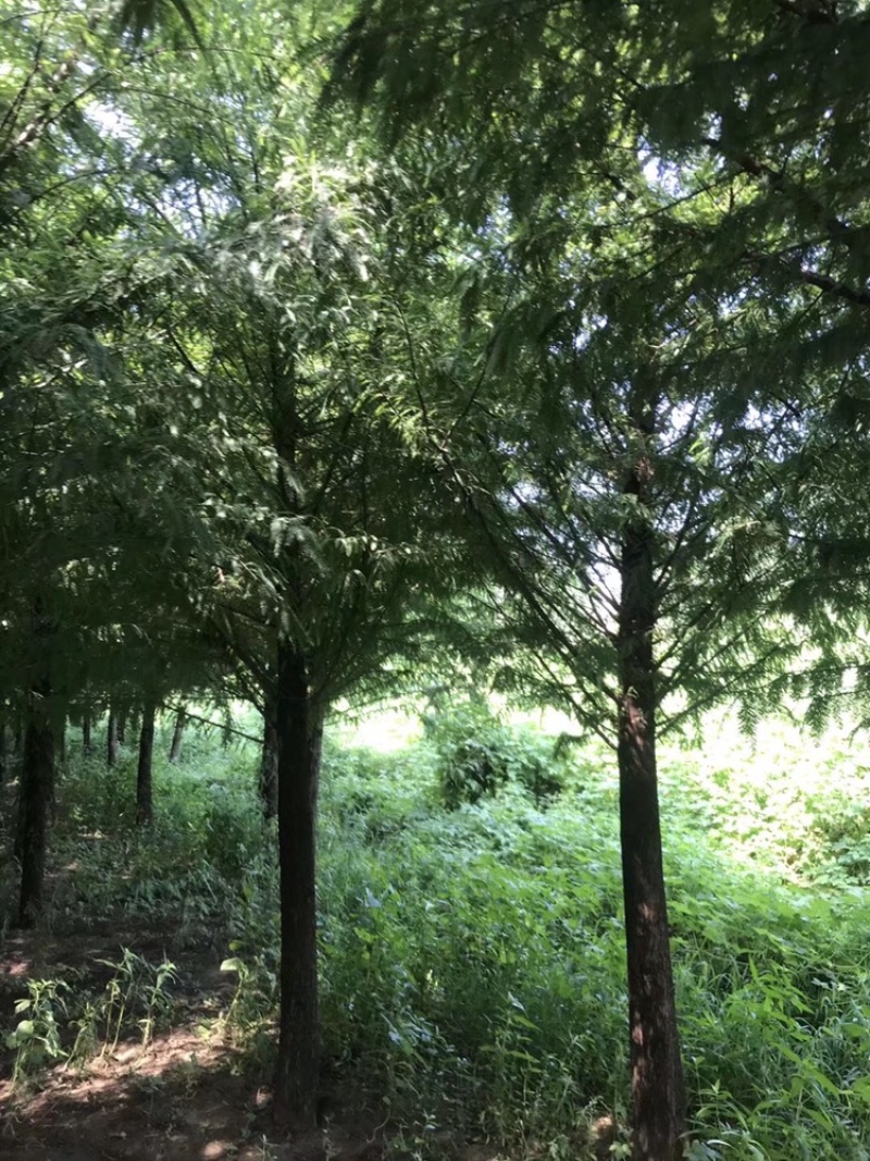 水杉，落羽杉，杉树6到15公分，量大出圃