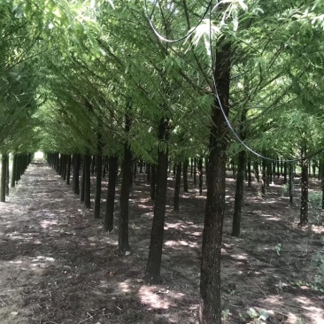 水杉，落羽杉，杉树6到15公分，量大出圃