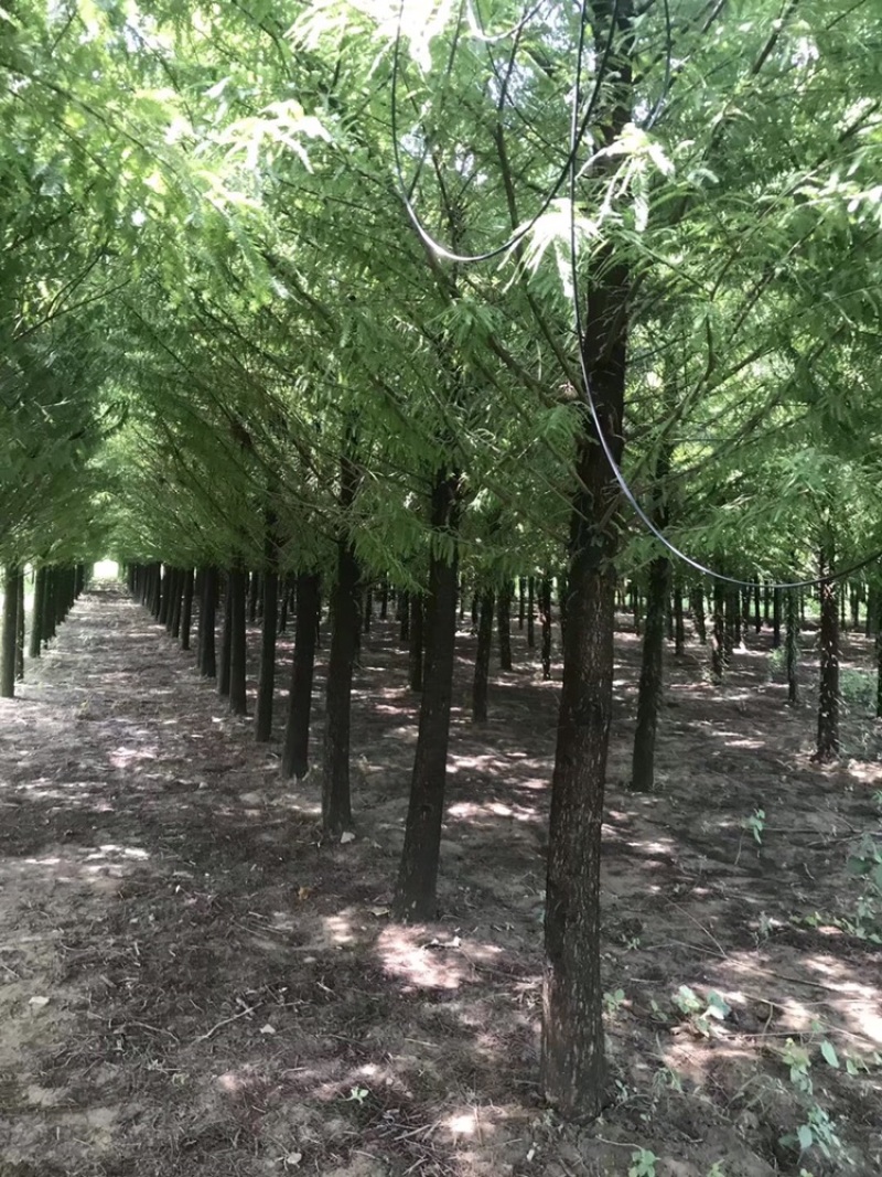 水杉，落羽杉，杉树6到15公分，量大出圃