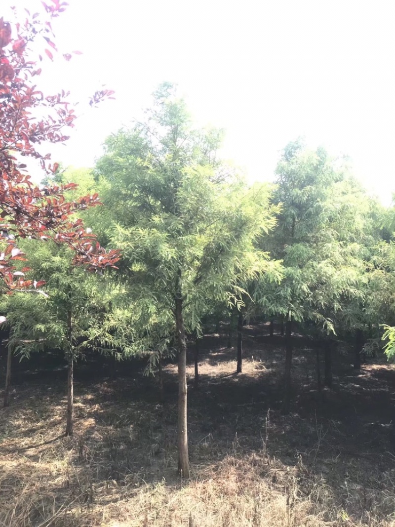 水杉，落羽杉，杉树6到15公分，量大出圃