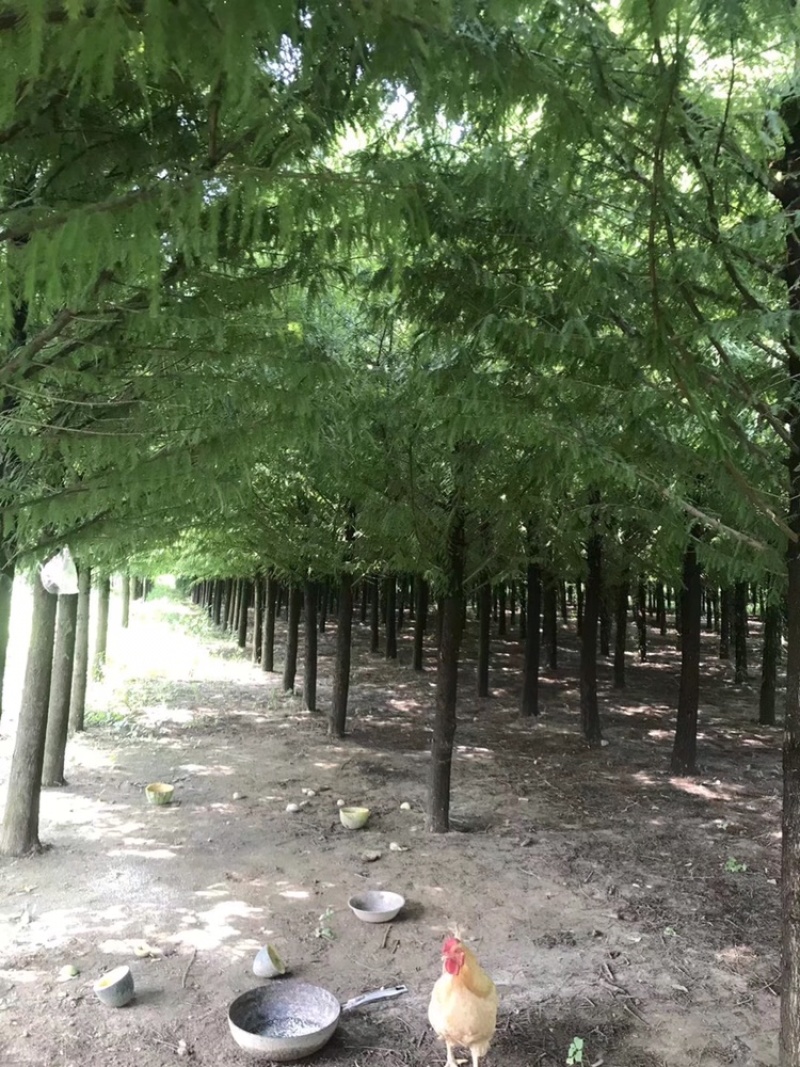 水杉，落羽杉，杉树6到15公分，量大出圃
