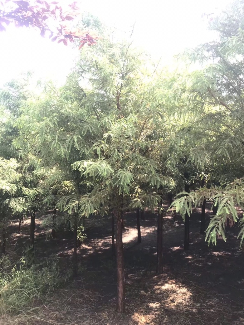 水杉，落羽杉，杉树6到15公分，量大出圃