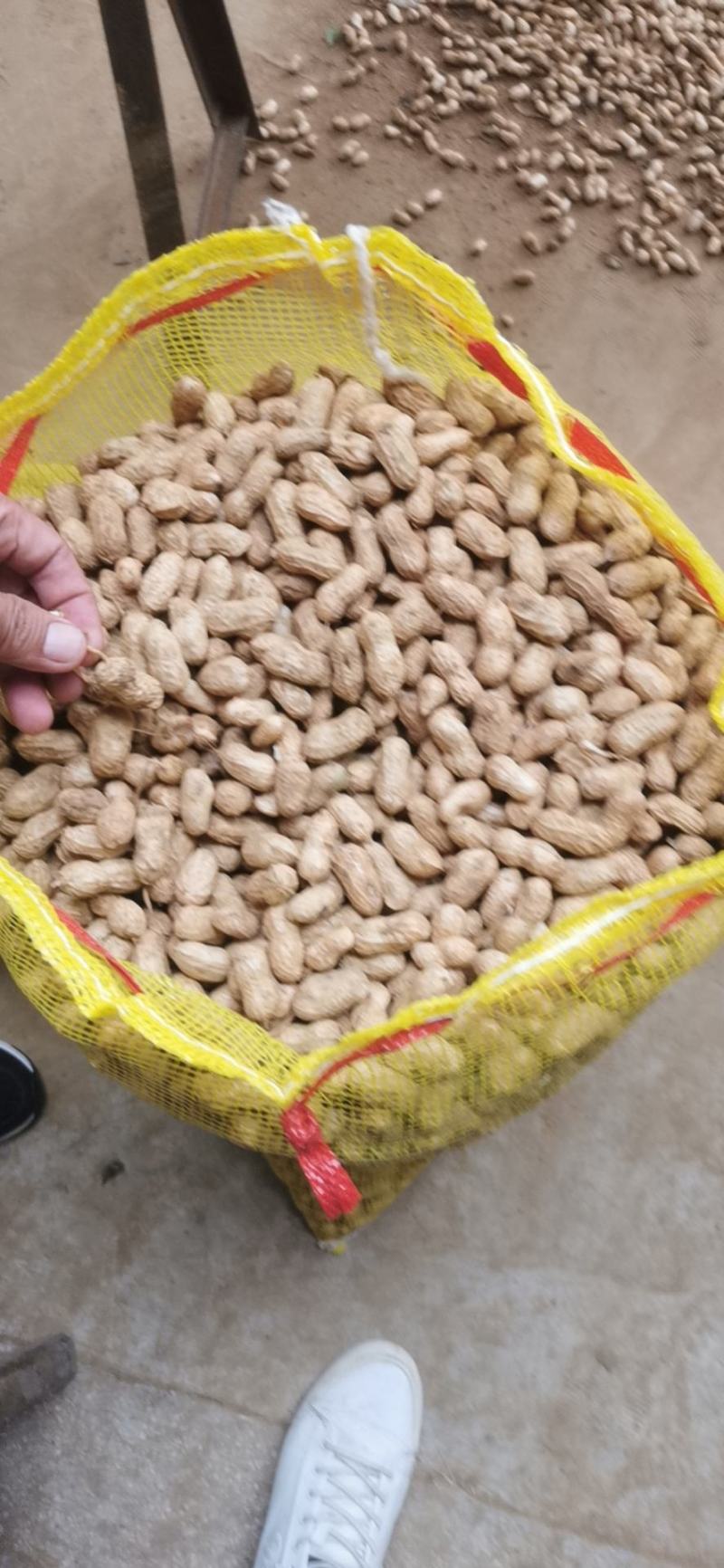 花生过筛有少量泥土，小白沙，四粒红等系列。