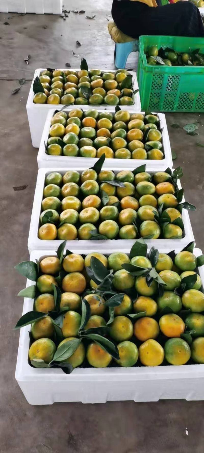 澧县，公安县，国庆一号柑橘大量上市走车价