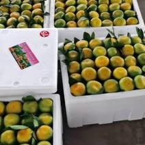 澧县，公安县，国庆一号柑橘大量上市走车价