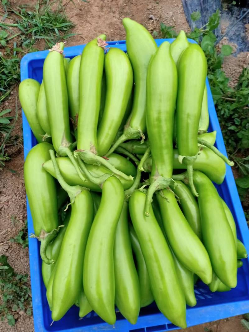 南通宝丽欣蔬菜有限