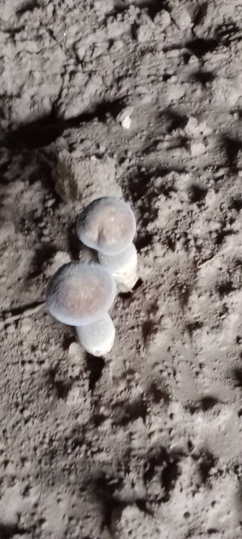 黑皮鸡枞菌