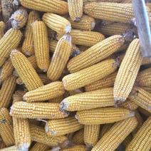 襄阳市襄州区朱集镇超大玉米棒，无霉变，色泽好，营养价值高