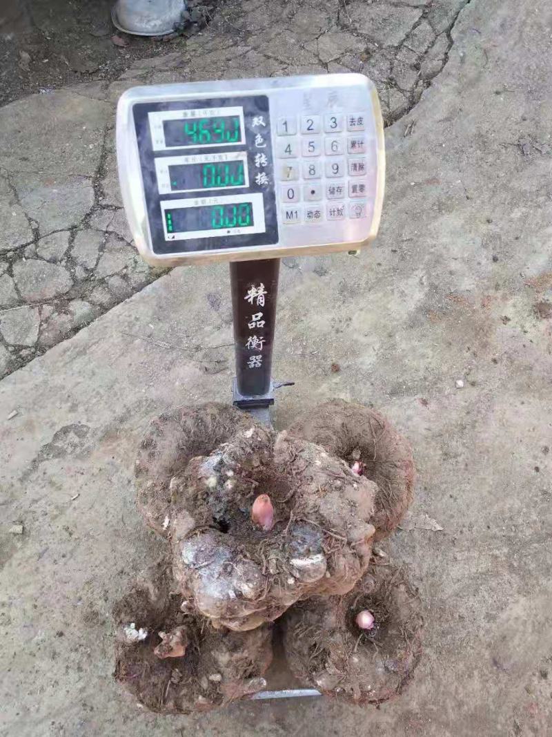 成品魔芋