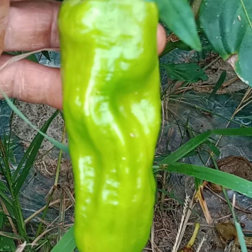 这薄皮椒椒有老板要没得，要的联系。