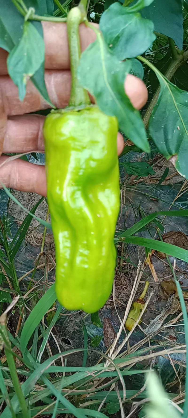 这薄皮椒椒有老板要没得，要的联系。