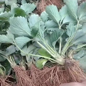 章姬甜宝奶油草莓苗脱毒草莓苗现挖现卖实地看苗