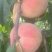 永莲蜜桃七号