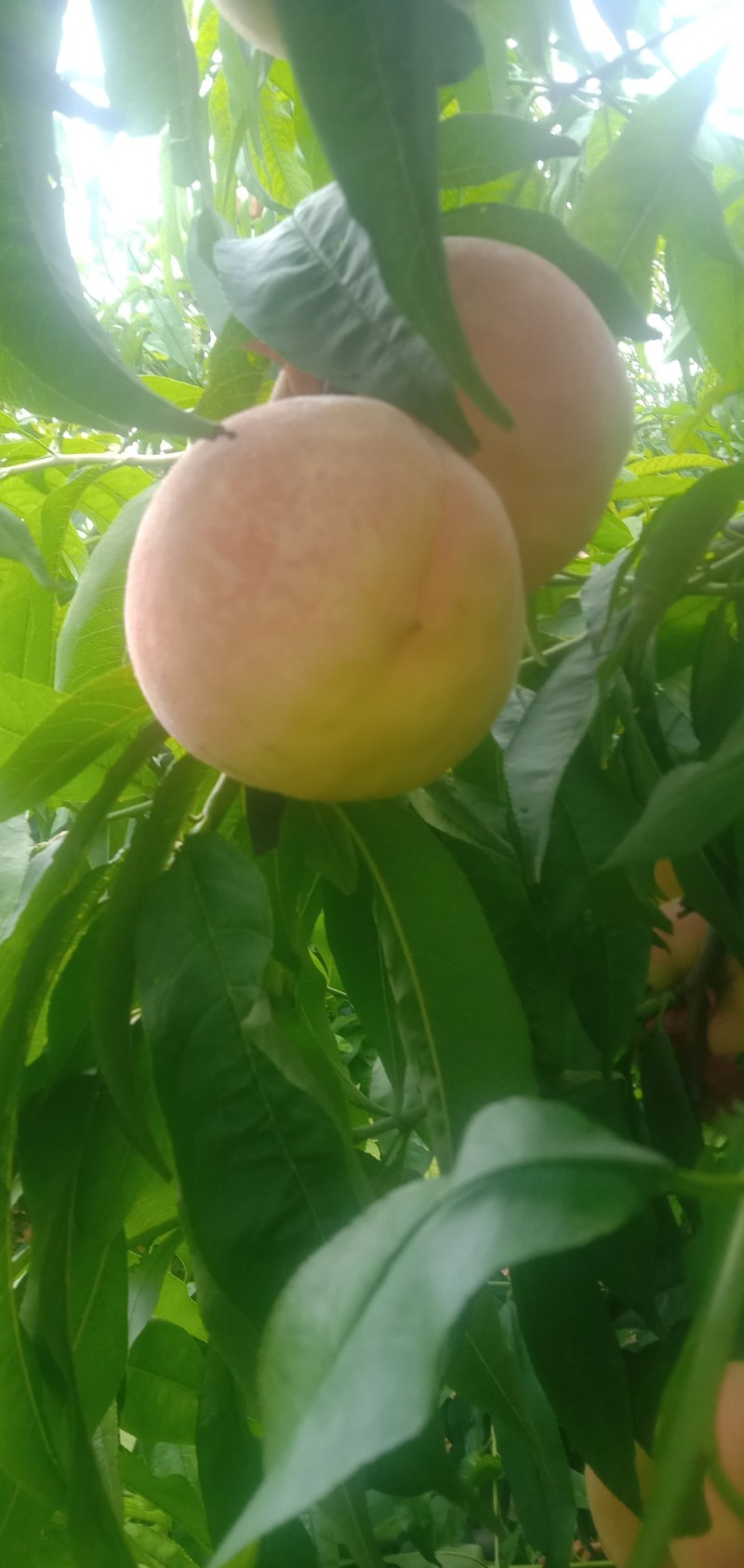 永莲蜜桃七号