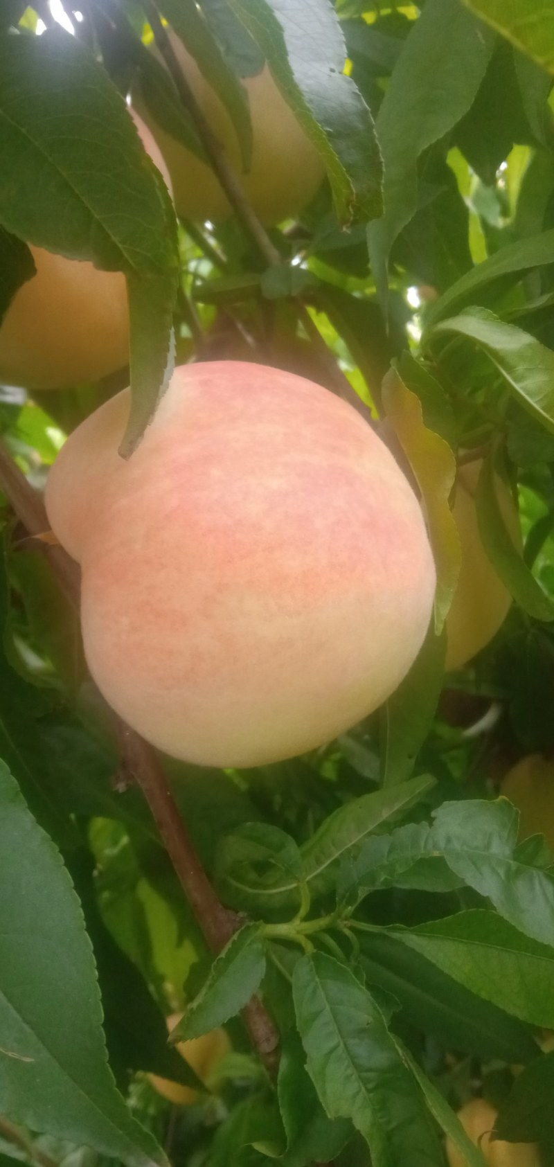 永莲蜜桃七号