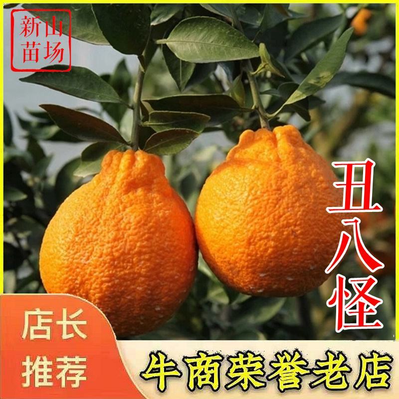 不知火柑橘苗丑柑苗丑八怪苗丑桔苗丑橘苗晚熟桔树苗