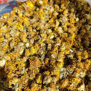 璇覆花野生高含量