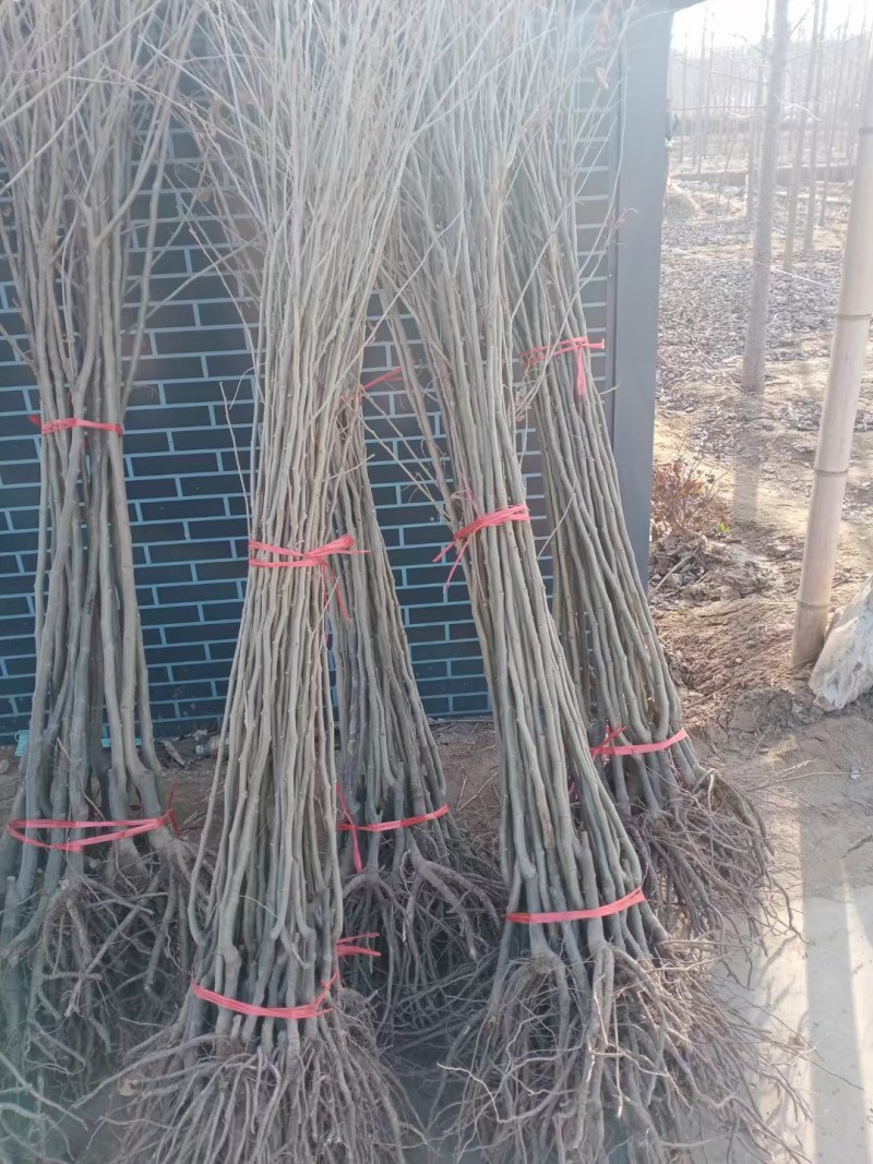 正宗板栗苗嫁接板栗树苗大红袍板栗锥栗树苗迁西板栗苗批发价