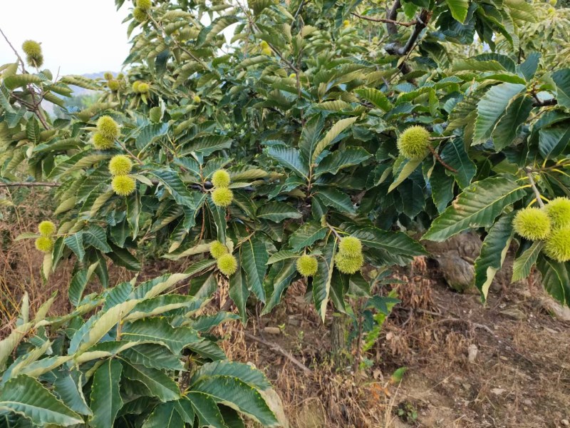 正宗板栗苗嫁接板栗树苗大红袍板栗锥栗树苗迁西板栗苗批发价