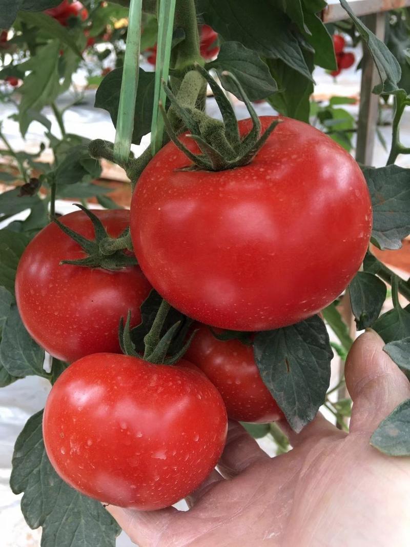红硬果808番茄种子，耐裂果，皮硬肉厚，品质特优购买联系