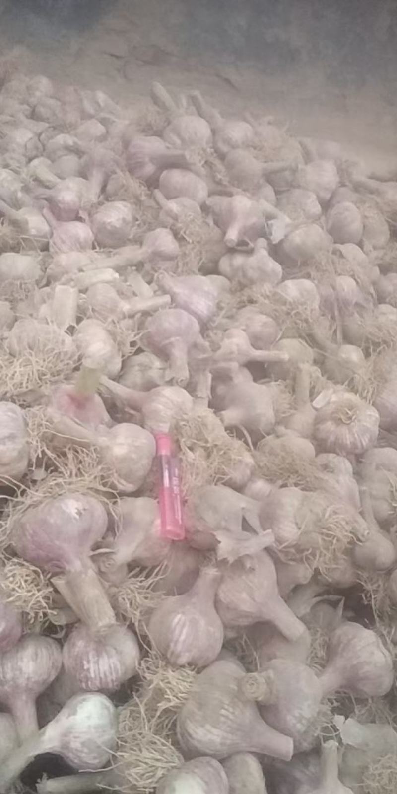 河南大蒜大蒜头十足干蒜头