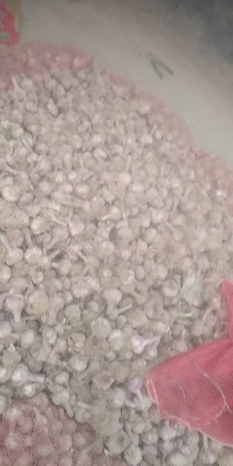 河南大蒜大蒜头十足干蒜头