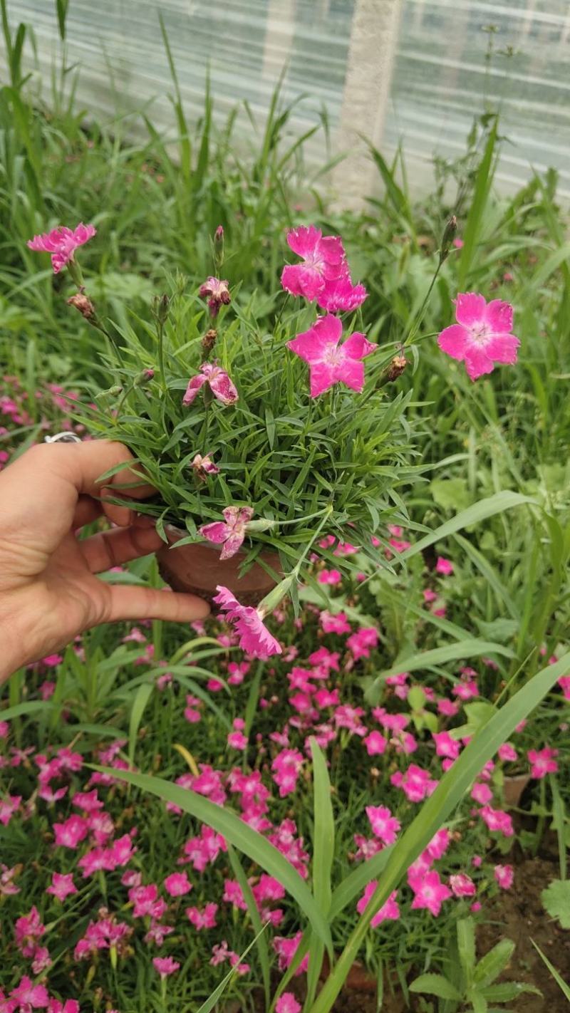 欧石竹，花期长，耐寒耐旱，四季常绿。常年供应