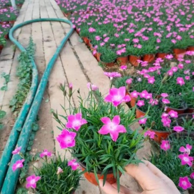 欧石竹，花期长，耐寒耐旱，四季常绿。常年供应
