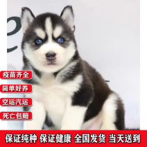 纯种双蓝眼哈士奇幼犬三把火哈士奇幼犬雪橇犬