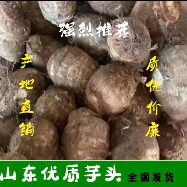 山东芋头毛芋头大量现货常年供应分级芋头芋头种子等