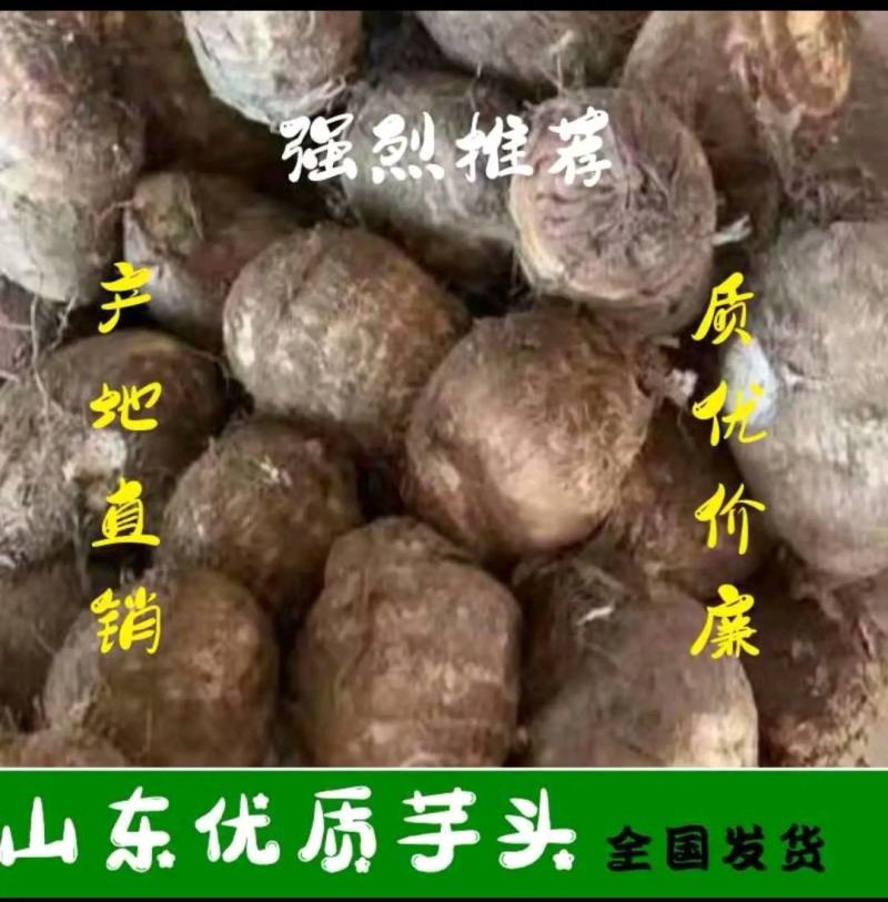 山东芋头毛芋头大量现货常年供应分级芋头芋头种子等