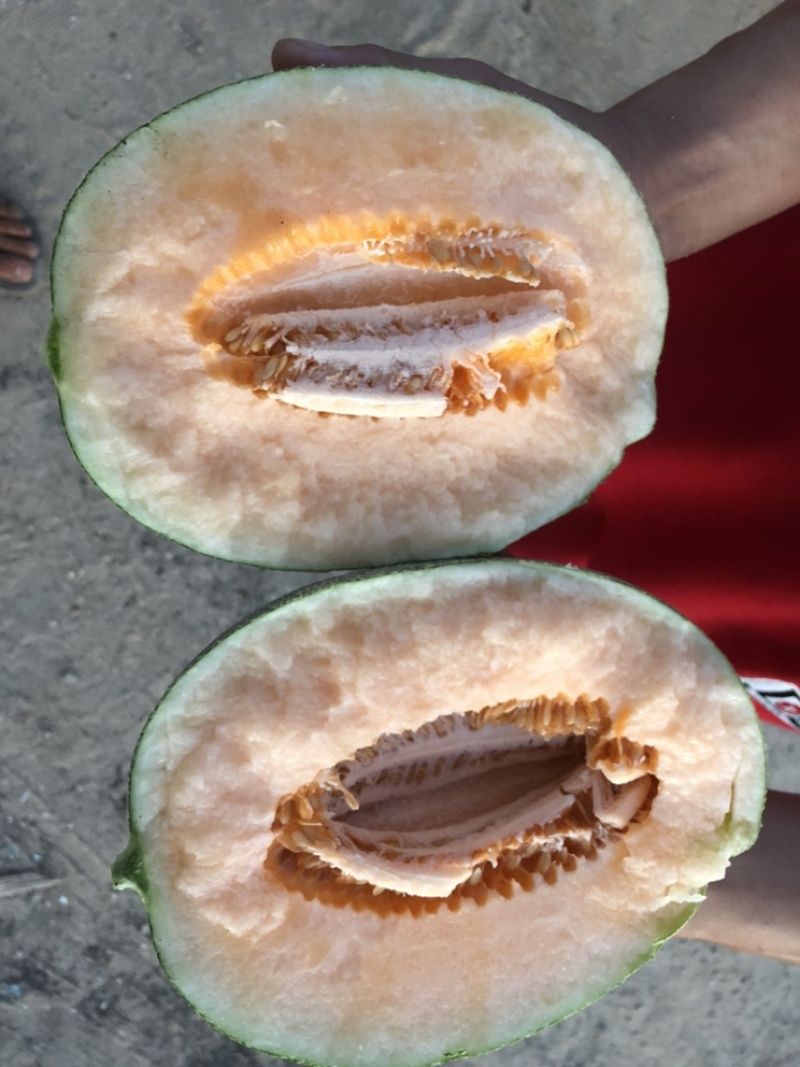海南哈密瓜西州蜜25