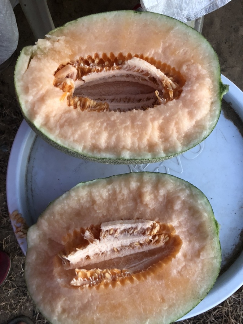 海南哈密瓜西州蜜25