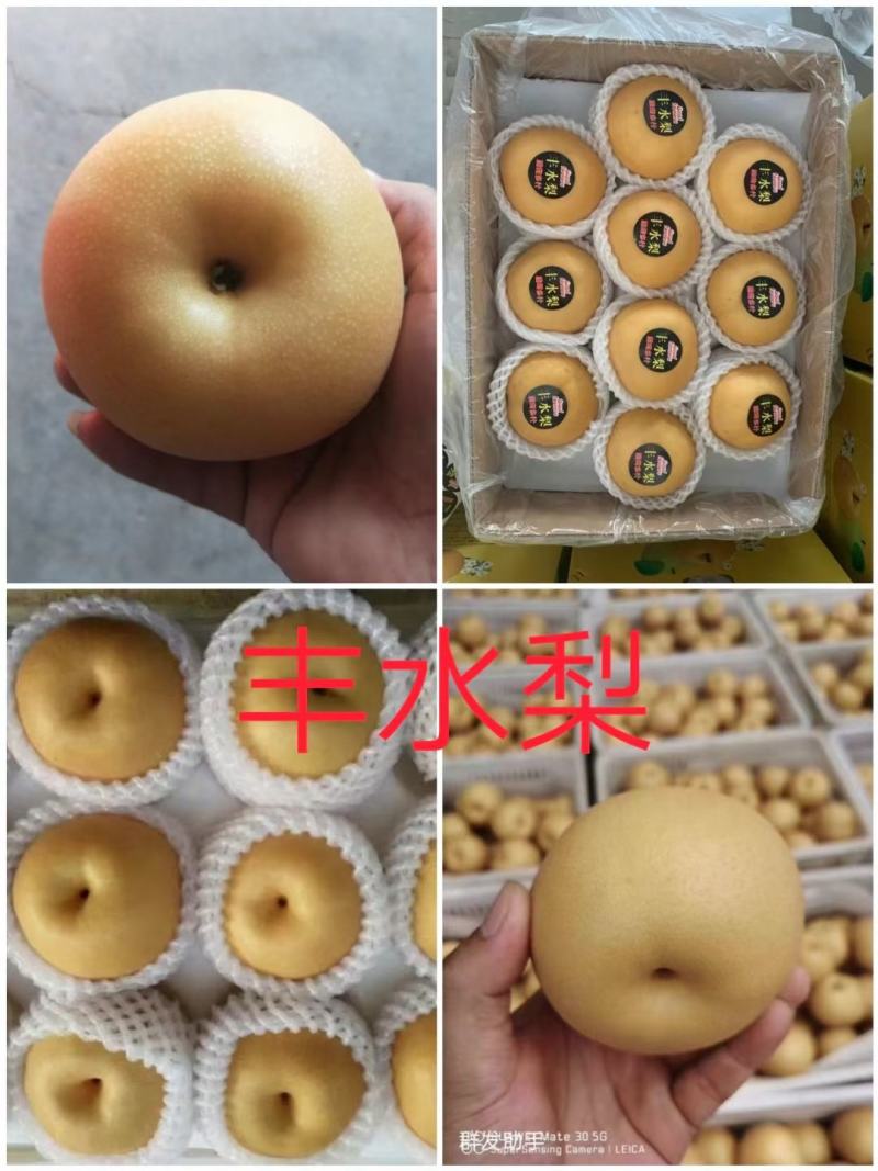 荷兰十五土豆3两以上