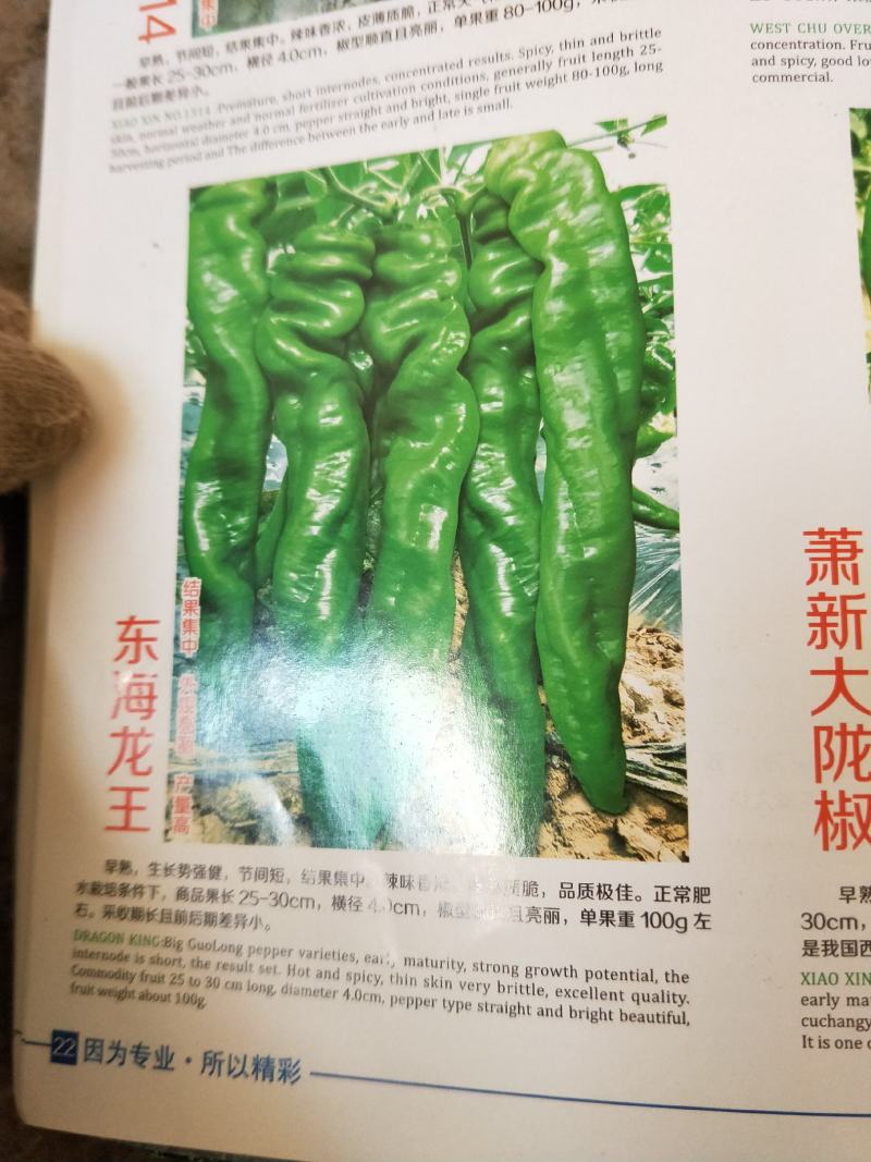 螺丝椒苗高产抗毒品质有保障诚信经营常年合作