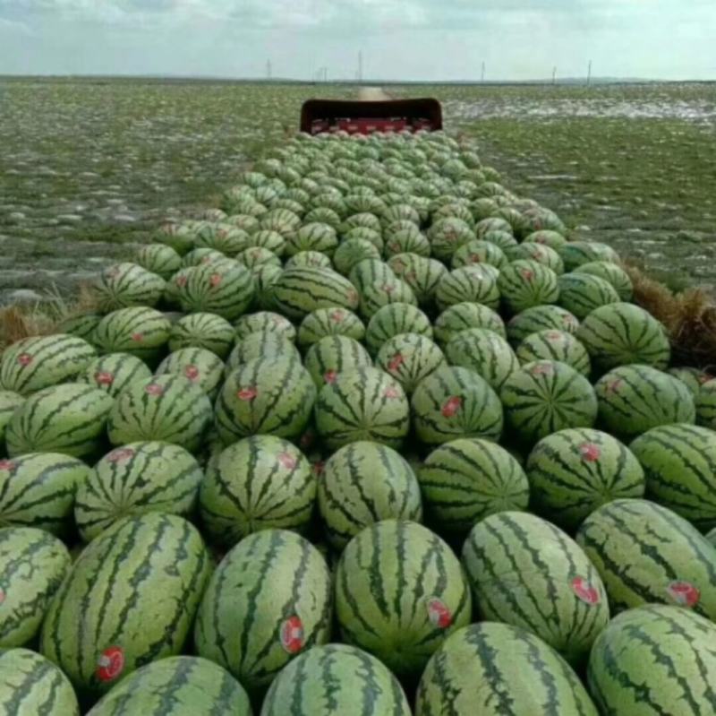 定边金华一号，因靠近毛乌素沙漠，口感甘甜，皮毛好看