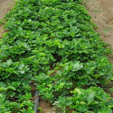 种植基地红颜章姬隋株宁玉妙三妙七现挖现卖脱毒草莓苗根系好