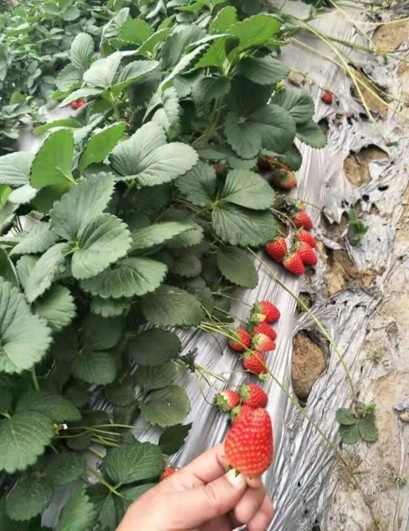 种植基地章姬红颜宁玉妙三妙七随株月秀现挖现卖脱毒草莓苗根