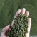 青花椒一手货源，量大从优，产地直销欢迎各位老板来买
