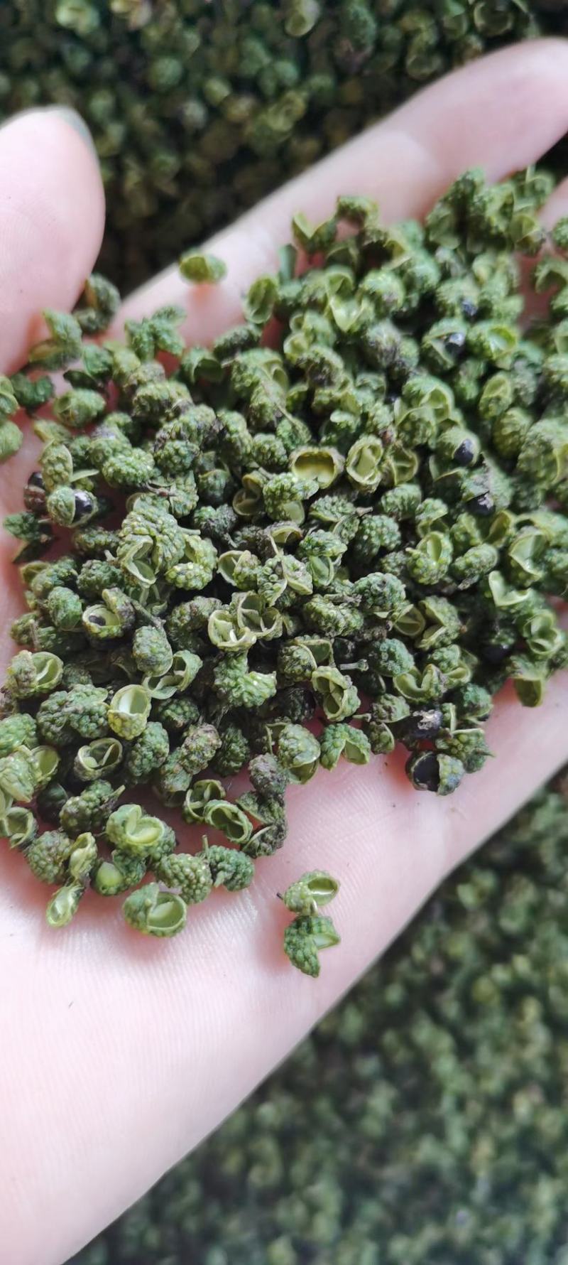 青花椒一手货源，量大从优，产地直销欢迎各位老板来买
