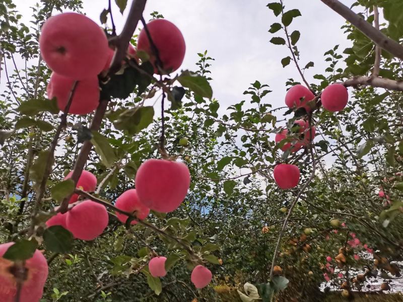 红富士套袋，一手货源，量大从优，产地直销欢迎各位老板来买
