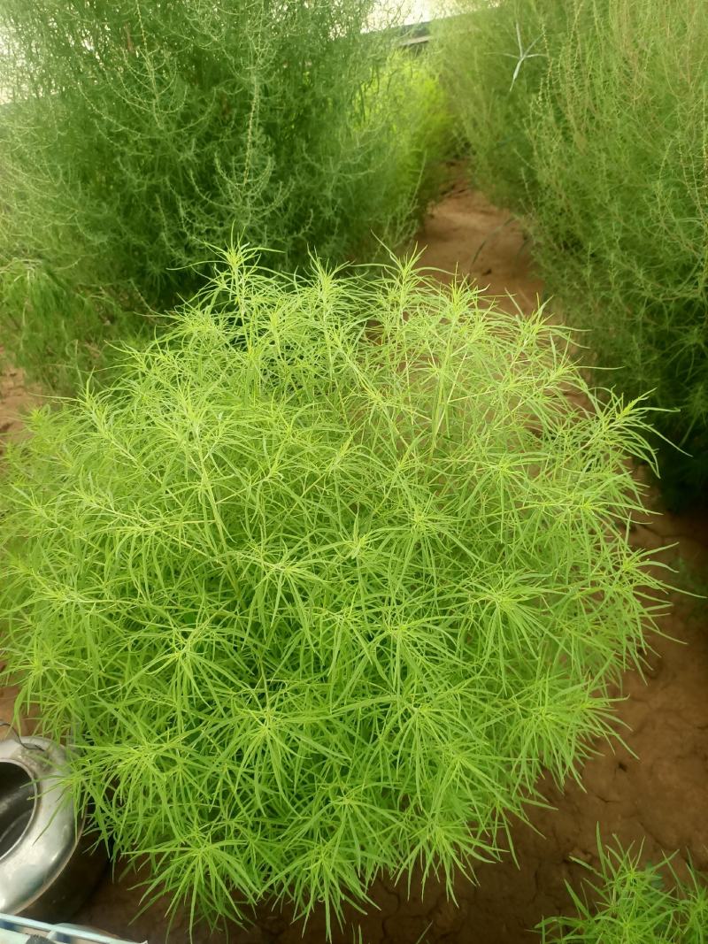 青州学起花卉基地，红叶地肤，基地直发，可视频看货