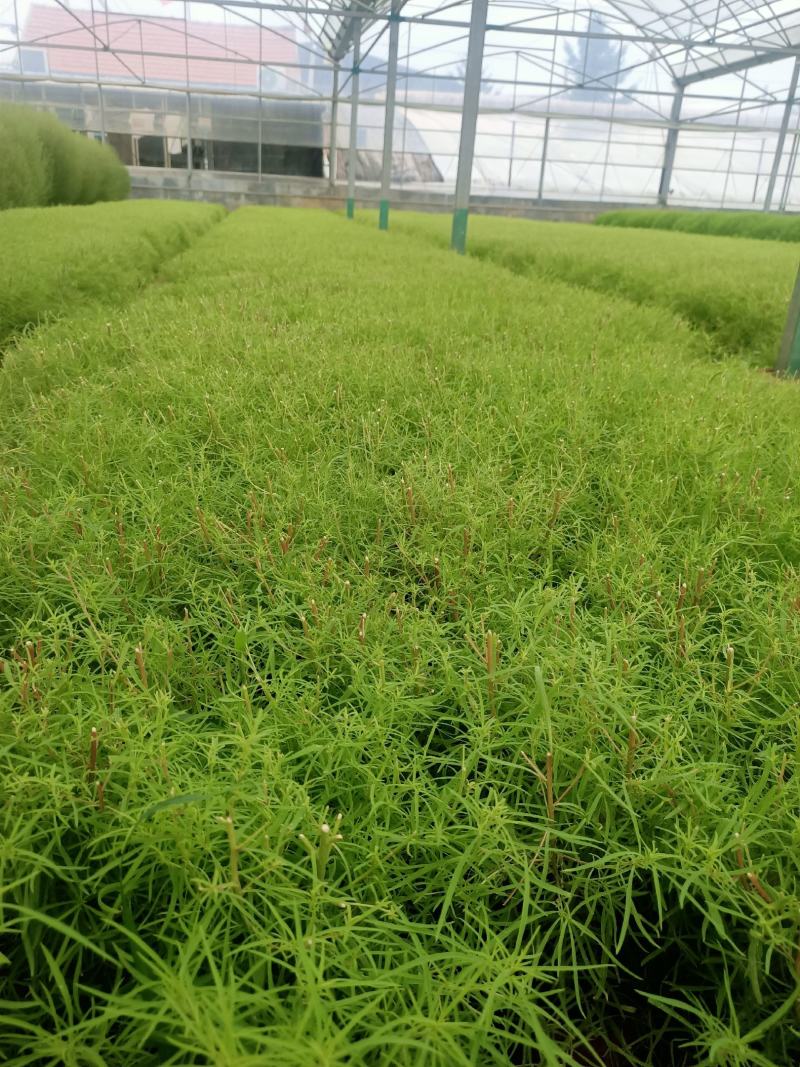 青州学起花卉基地，红叶地肤，基地直发，可视频看货