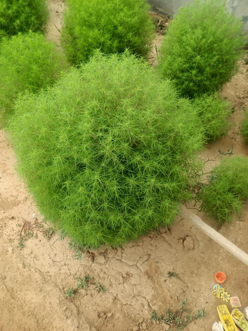 青州学起花卉基地，红叶地肤，基地直发，可视频看货