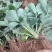 种植基地章姬红颜宁玉妙三妙七随株月秀现挖现卖脱毒草莓苗根