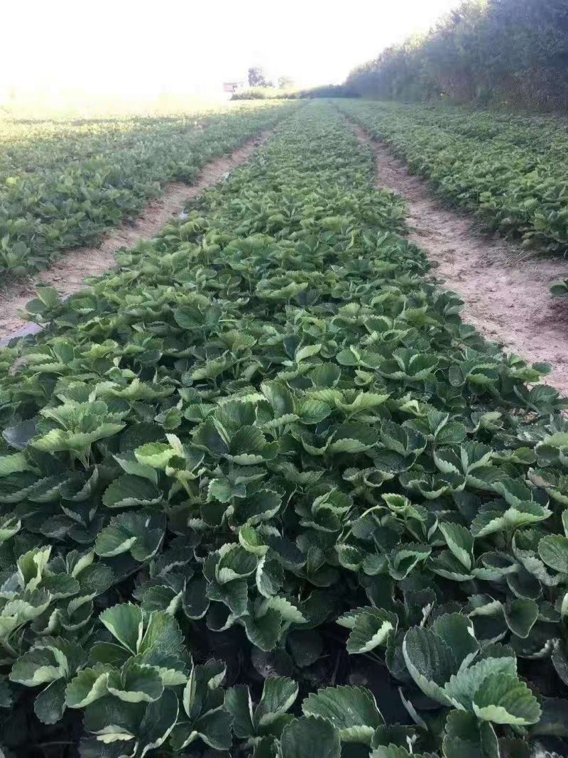 种植基地章姬红颜宁玉妙三妙七随株月秀现挖现卖脱毒草莓苗根