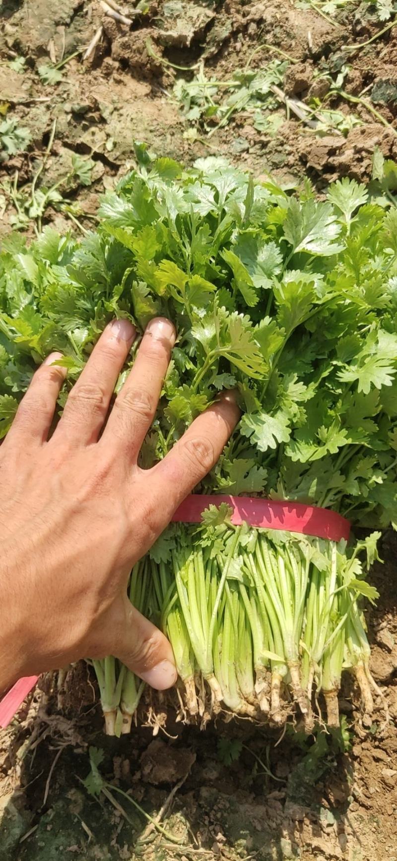 大叶香菜23~28公分