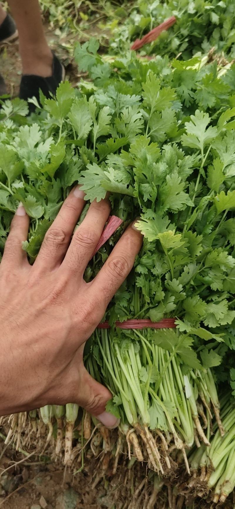 大叶香菜23~28公分