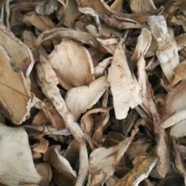 野生麻母鸡片，白罗伞，剥皮菌量大从优，货品实图拍摄